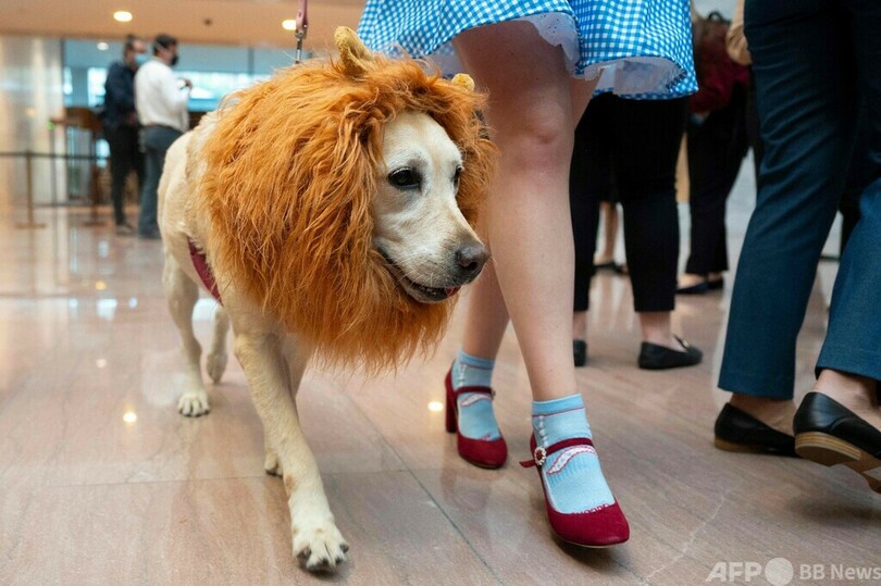 ハロウィーン直前 米首都ワシントンで犬の仮装イベント 写真15枚 国際ニュース Afpbb News