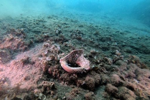 海に沈んだ古代ローマの温泉地 ダイバーに人気 イタリア 写真37枚 国際ニュース Afpbb News