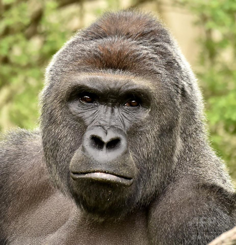 米動物園のゴリラ射殺、警察が捜査 男児転落への対応に批判集中 米動物園のゴリラ射殺、警察が捜査 男児転落への対応に批判集中