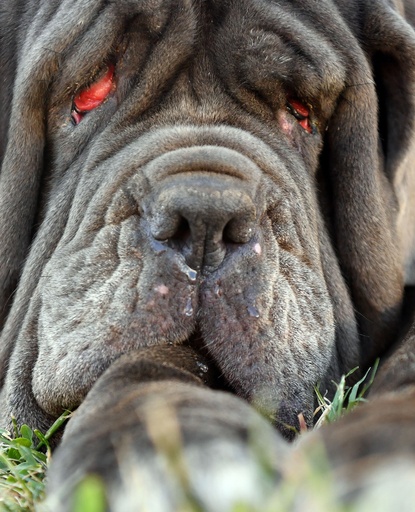 世界一醜い犬コンテスト 今年もぶさかわワンコが大集合 米 写真13枚 国際ニュース Afpbb News