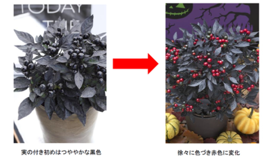 チャコールカラーが映える!「黒葉&黒実」→「黒葉&赤実」に変化する観賞用とうがらし『オニキスレッド』 チャコールカラーが映える!「黒葉&黒実」→「黒葉&赤実」に変化する観賞用とうがらし『オニキスレッド』