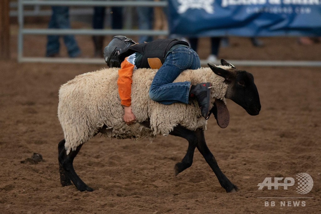 羊乗り競争 に挑む子どもたち 米西部伝統のロデオ大会 写真6枚 国際ニュース Afpbb News