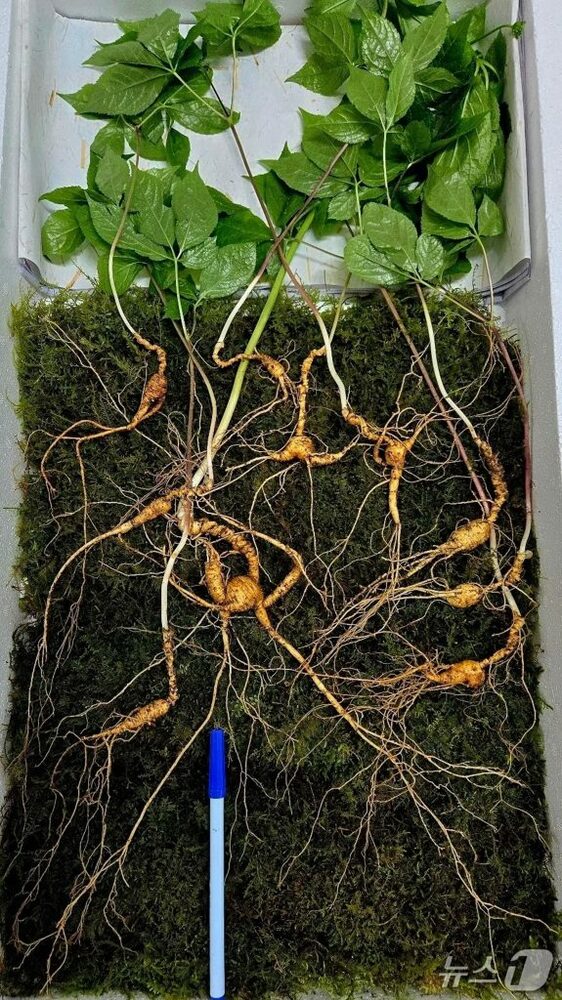 img_2d1a2b108f39c180068a3b67ec