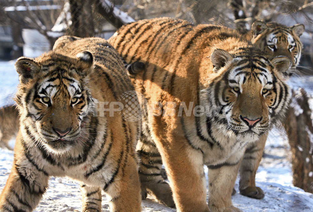 ロシア極東のアムールトラ激減、毛皮や骨目当てに密猟 写真2枚 国際