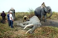 アッサム（Assam）州グワハティ（Guwahati）の東220キロのカジランガ国立公園（Kaziranga National Park）で死んだ73歳のゾウ「Joyraj」（2014年1月8日撮影）。(c)AFP