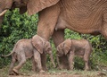 ケニア北部のサンブル国立保護区を移動する母ゾウのボラと双子のゾウの赤ちゃん。セーブ・ジ・エレファンツ提供（2022年1月17日撮影、20日提供）。(c)AFP PHOTO /JANE WYNYARD/SAVE THE ELEPHANTS