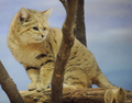 フランス東部アムネビル（Amneville）動物園の動物たち。写真はスナネコ（2012年2月2日撮影）。(c)AFP/JEAN-CHRISTOPHE VERHAEGEN