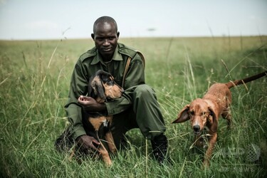 密猟者を追い詰めるマラ・トライアングルの追跡犬部隊、ケニア 写真15枚 国際ニュース：AFPBB News