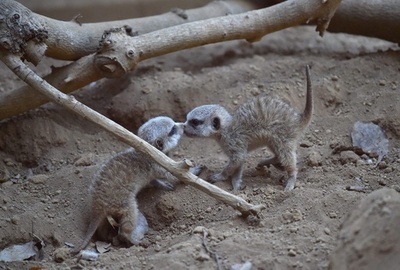 甘酸っぱい初キス？ キュートなミーアキャットの赤ちゃんたち 千葉