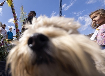 行方不明の犬、自宅から3800キロ離れた場所で発見 米