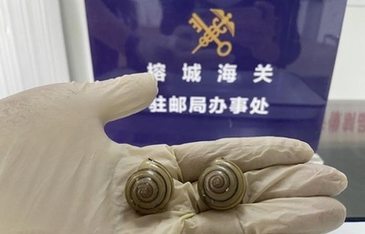 中国に「襲来」する有害な外来生物 税関で1日平均190回発見