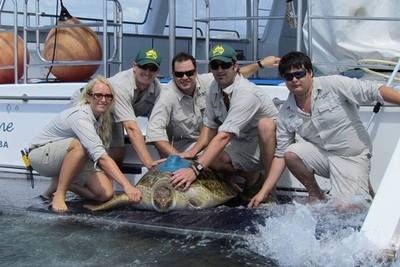 「義足」のウミガメ、2600キロ泳ぐ 発信機で確認