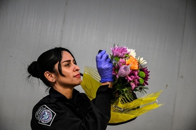 バレンタイン直前 花の病害虫検査もピークに 米マイアミ空港
