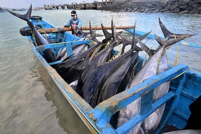 【今日の1枚】今日は大漁 インドネシア