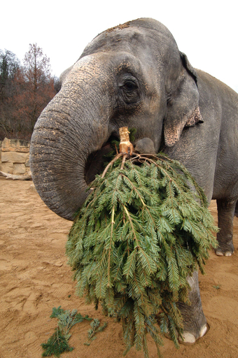 ゾウはクリスマスの木が大好物 - チェコ