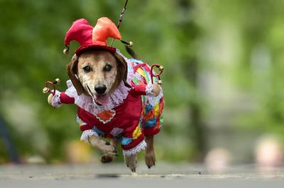 【今日の1枚】緑と赤のコントラストが決まってる