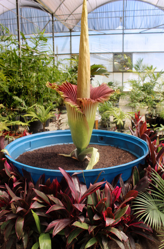 においも大きさも世界一、「死体の花」開花 ブラジル