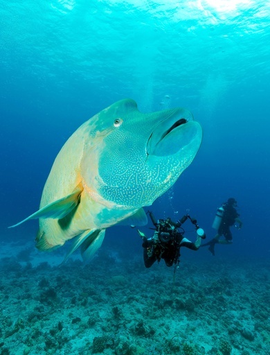 「サンゴ礁に有害」な日焼け止め禁止法を施行、パラオ