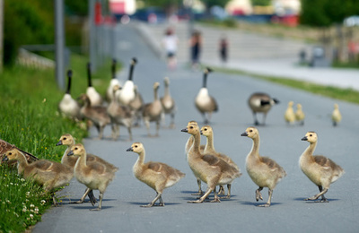 行儀よく整列行進、独ドルトムントの子ガチョウ
