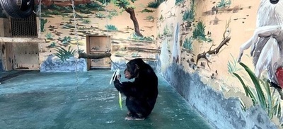 中国でネギとニンニクを食べるチンパンジー 名前は「チョコレート」