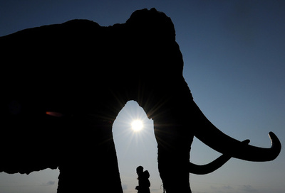 アラスカのケナガマンモス、水不足で絶滅か 