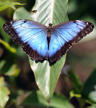 コスタリカで飼育される色とりどりのチョウたち
