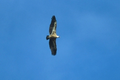 スコットランド上空に「ハゲワシ注意報」、ショーの最中に飛び去る