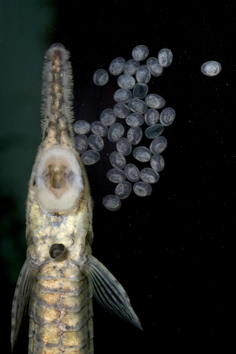 南米原産の擬態魚、ファロウェラ・ビッタータの産卵