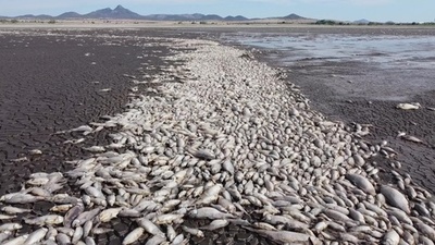 動画:干ばつ深刻化のメキシコ 湖で魚が大量死