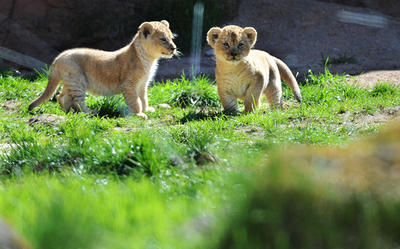 わんぱくそうな赤ちゃんライオンたち、独動物園