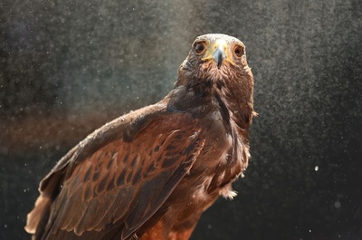 ウィンブルドンを空から守るタカ、屋根付きコート完成で仕事量倍増