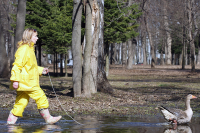 ガチョウと散歩、ロシア
