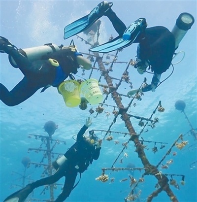 中国海南省三沙市 稚サンゴ10万株の人工栽培に成功
