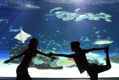 気分は人魚姫？　エイやサメの水槽を前にヨガ　東京