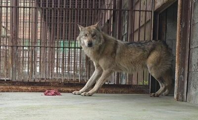 韓国・大田オーワールドのカフェ店主、オオカミ捜索隊にコーヒー4500杯…売り上げゼロでも続いた善意