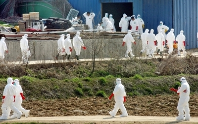 韓国で鳥インフルエンザ、今年2件目