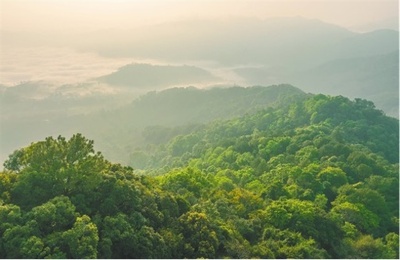 デジタル技術が熱帯雨林国立公園の建設を支援
