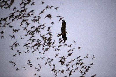 コロナ類似ウイルス、ラオス北部のコウモリから検出