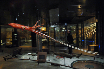 パリの博物館に巨大イカ出現