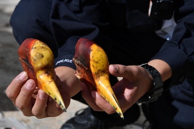 絶滅危惧種などの加工品4200万円相当を押収、生きたインコも 昆明