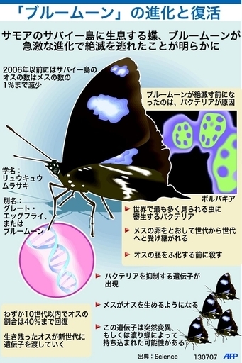 復活した幻の蝶、「ブルームーン」