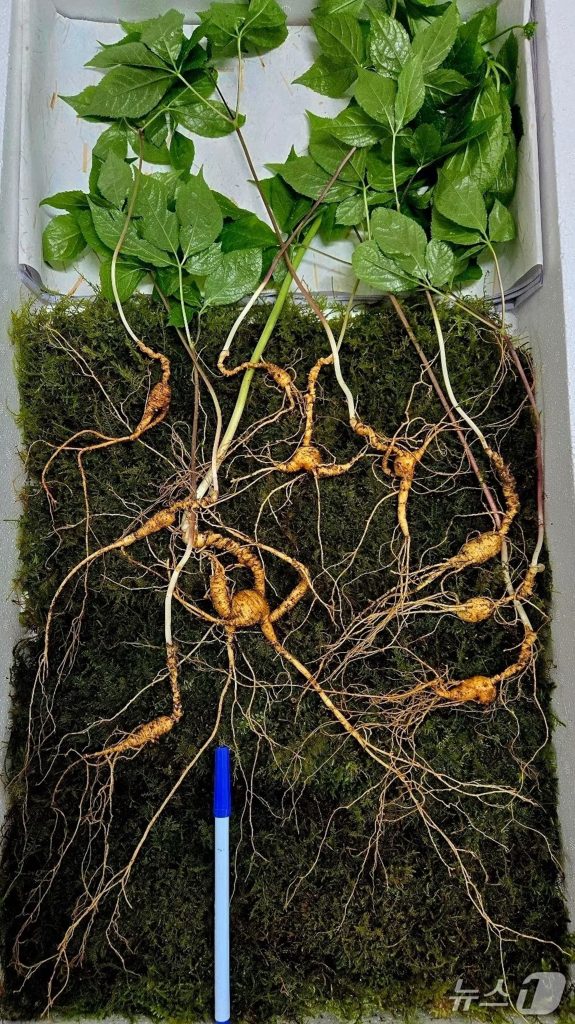 最近発見された90年超の天然山参＝韓国伝統シンマニ協会