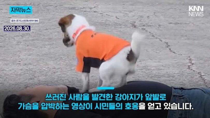 心肺蘇生の教育動画に出演し、累計約180万回再生を記録して話題を集めている犬の「シンディ」＝KNNニュースの画面キャプチャー(c)NEWSIS