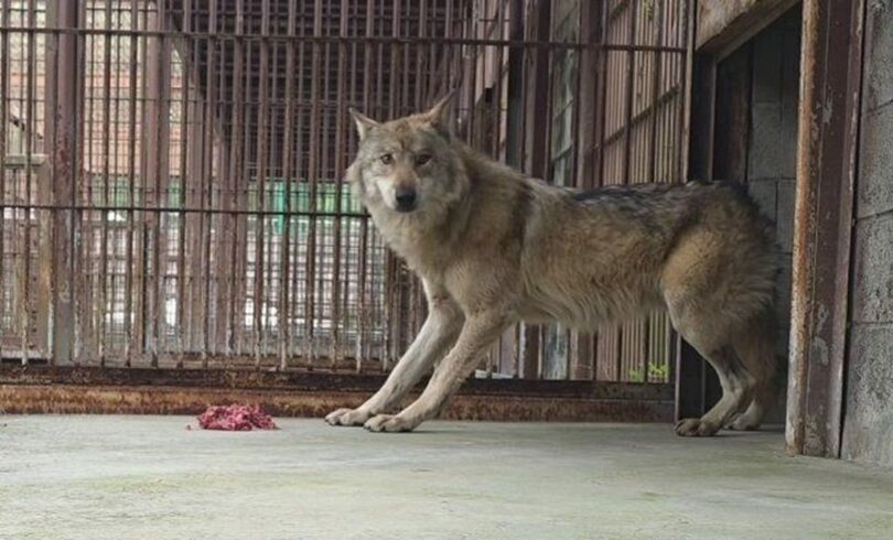 韓国・大田オーワールドから逃げ出し、捕獲された狼「ヌック」＝2026年4月23日(c)NEWSIS