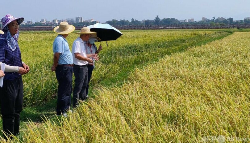 耐アルカリ稲の生産量1ヘクタール当たり約7530キロ 中国海南省