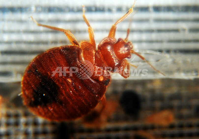 トコジラミから薬物耐性の病原菌、カナダで検出 米研究