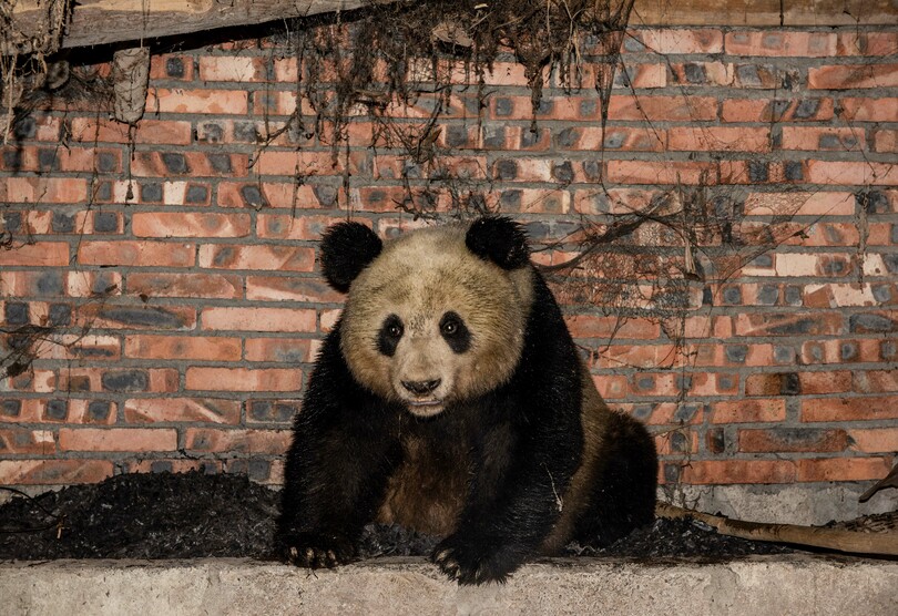 野生のジャイアントパンダ 農家で 一晩過ごす 中国 四川省 写真4枚 国際ニュース Afpbb News