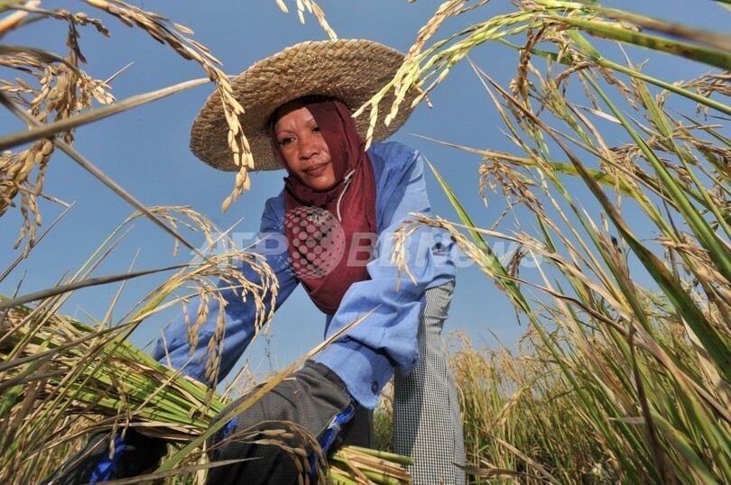 農薬使用削減すべき 緑の革命 推進した国際稲研究所 写真1枚 国際ニュース Afpbb News