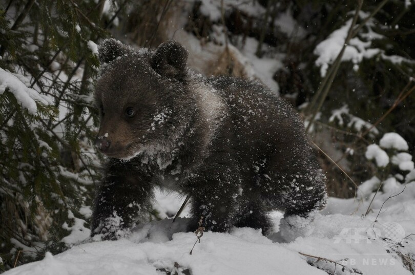 見せ物にされたクマたち、心の傷癒やす保護区へ ルーマニア