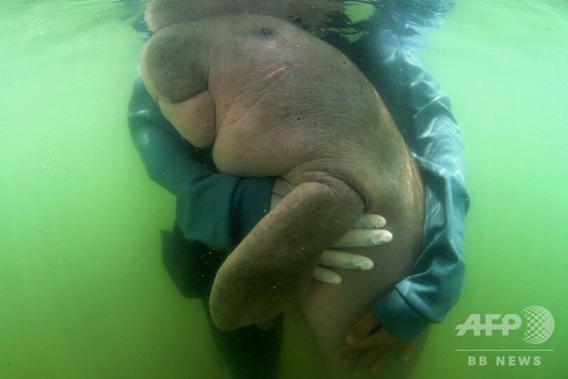 タイでジュゴンの赤ちゃん保護、海洋保全活動の象徴的存在に